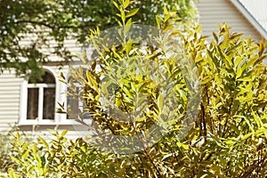 Green branches of spirea bush on the background of a country house.