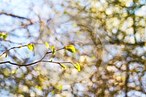 Green branches of the spring tree