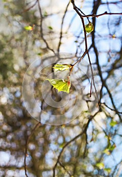 Green branches of the spring tree