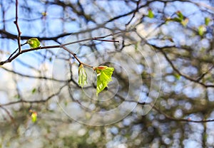 Green branches of the spring tree