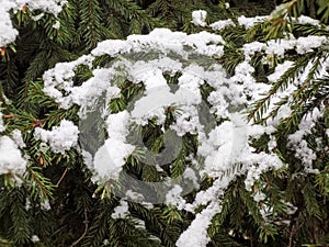 Green branches of spruce under the snow