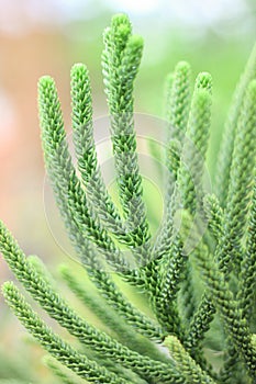 The green branches and stalks of ornamental plants resembling corals