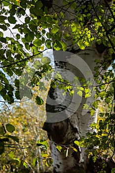 Through the green branches of the tree, a blurred white trunk of a poplar resembling birch appears. Russian autumn.