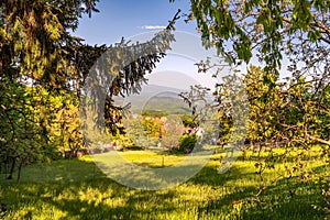 Green branches of trees against the backdrop of a grassy meadow and village. Horne Prsany, Slovakia.