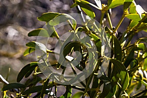 green branches of white mistletoe close-up, Viscum album, Santalaceae, symbol romance, fertility, and vitality, hemiparous plant,