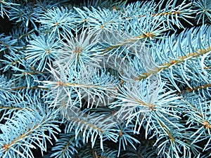 Green branches of a young fur-tree