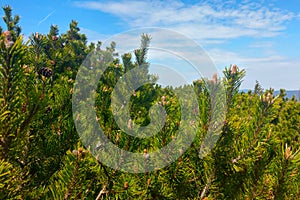 Green branches of young pine trees against the blue sky.