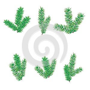 Green branchesfir tree for Merry Christmas or Happy New Year decoration. Branches evergreen conifer, trees of different