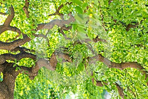 Green branchy tree. Curved trunk and curved branches. Juicy greens giving a shadow. Texture of a green branchy tree close up