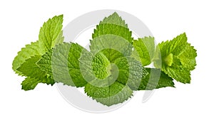 Green brandy mint leaves. Fresh aromatic herbs ingredient