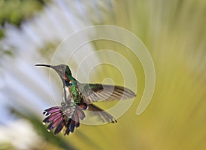 Green-breasted Mango
