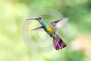 Green-breasted Mango, hovering next to flower in garden, bird from mountain tropical forest, Costa Rica, natural habitat,beautiful photo
