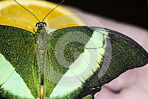 Green bright butterfly