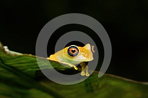 Green Bright-Eyed Frog, Boophis Viridis, Andasibe-Mantadia National Park, Madagascar wildlife