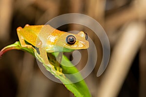 Green Bright-Eyed Frog, Boophis Viridis, Andasibe-Mantadia National Park, Madagascar wildlife