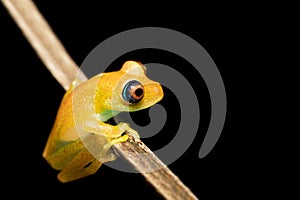 Green Bright-Eyed Frog, Boophis Viridis, Ranomafana. Madagascar