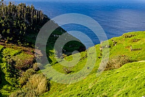 Green bright fairy island of Madeira, Portugal