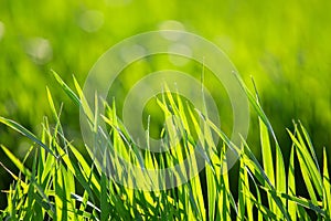 Green bright grass on a summer sunny day. Fresh greens. Summer background, bokeh