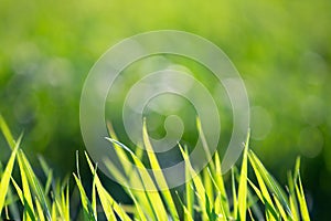 Green bright grass on a summer sunny day. Fresh greens. Summer background, bokeh