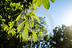 Green bright leaves on a forest on a strong summer sun