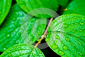 Verde chiaro foglie la pioggia gocce natura 