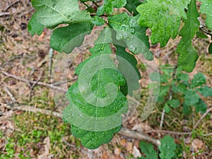 Green bright leaves with rain drops. Young twigs with leaves in the forest