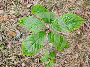 Green bright leaves with rain drops. Young twigs with leaves in the forest