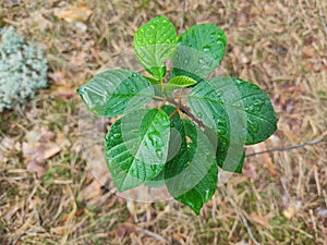 Green bright leaves with rain drops. Young twigs with leaves in the forest