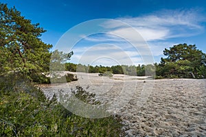 Green bright pine trees against the blue sky. Dunes and sand. Baltic coast of Poland.