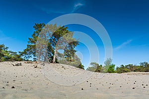 Green bright pine trees against the blue sky. Dunes and sand. Baltic coast of Poland.