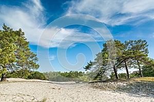 Green bright pine trees against the blue sky. Dunes and sand. Baltic coast of Poland.