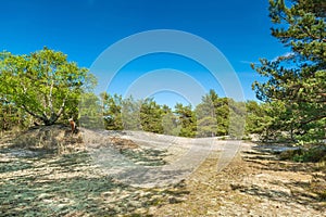 Green bright pine trees against the blue sky. Dunes and sand. Baltic coast of Poland.