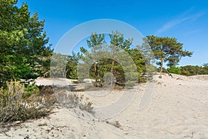 Green bright pine trees against the blue sky. Dunes and sand. Baltic coast of Poland.