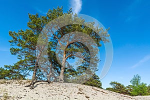 Green bright pine trees against the blue sky. Dunes and sand. Baltic coast of Poland.