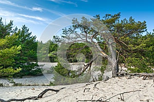 Green bright pine trees against the blue sky. Dunes and sand. Baltic coast of Poland.