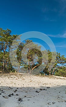 Green bright pine trees against the blue sky. Dunes and sand. Baltic coast of Poland.