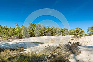 Green bright pine trees against the blue sky. Dunes and sand. Baltic coast of Poland.