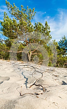 Green bright pine trees against the blue sky. Dunes and sand. Baltic coast of Poland.