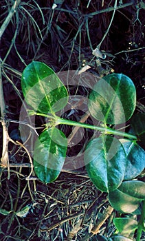 Green bright tropical leaves