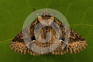 Green-brindled Crescent, Allophyes oxyacanthae