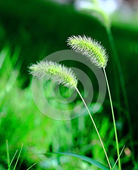 Green bristle grass