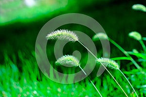 Green bristle grass