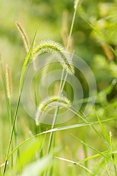 Green bristle grass
