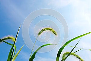 Green bristle grass , clouds and sky