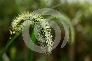 Green Bristle grass Herb photo