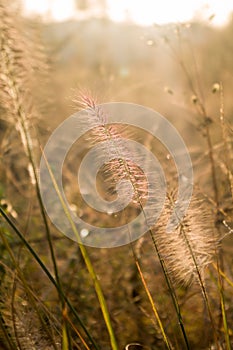 Green bristlegrass