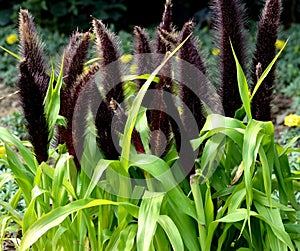 Green bristlegrass