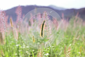 Green bristlegrass foxtail gangajipul in Miryang River, Gyeongnam, South Korea, Asia