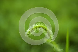 Green Bristlegrass Herb