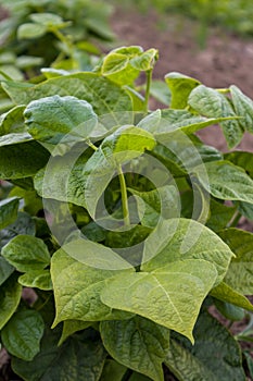 Green broad beans plant in the garden